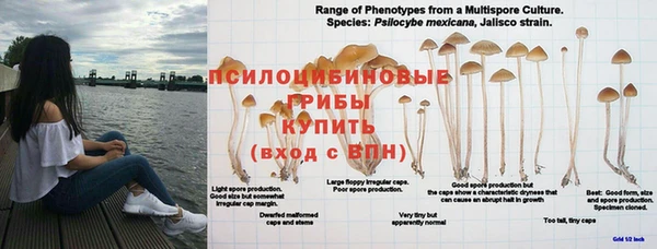 стаф Вяземский