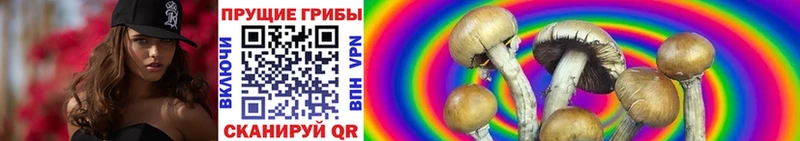 Псилоцибиновые грибы мицелий  Купить  Свободный 
